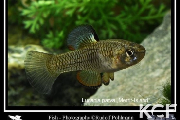 Lucania parva Merrit Island male adulte 