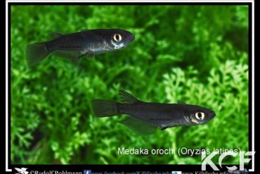 Oryzias latipes Orochi couple adulte 