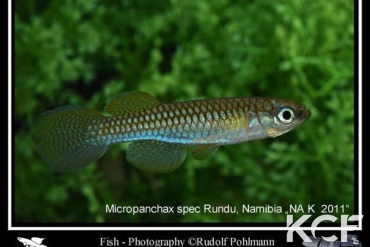 Micropanchax sp. Rundu NA K 2011 male adulte 