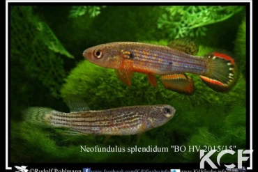 Neofundulus splendidus BO-HV 2015-15 couple adulte 