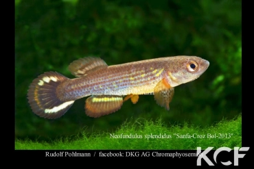 Neofundulus splendidus Santa Cruz Bol 2013 male adulte 