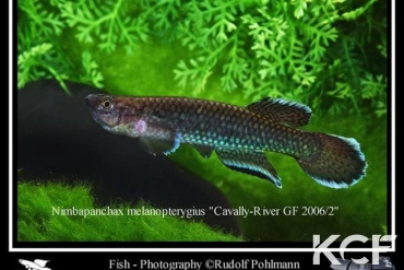 Nimbapanchax melanopterygius Cavally River GF 06-02 male adulte 