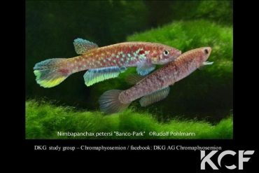 Nimbapanchax petersi Banco Park couple adulte 