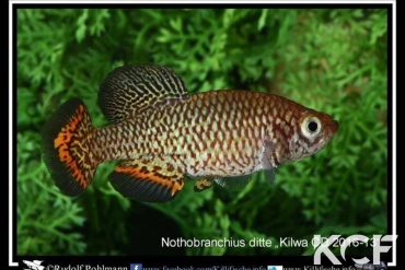 Nothobranchius ditte Kilwa CD 16-13 male adulte 