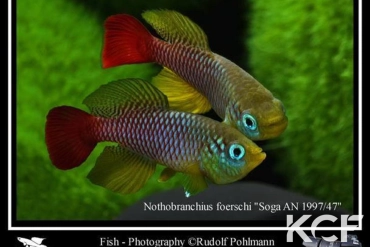 Nothobranchius foerschi Soga TAN 97-47 couple adulte 
