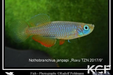 Nothobranchius janpapi Ruvu TZN 17-09 male adulte 