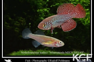 Nothobranchius kadleci Nhamatanda MZCS 11-43 male adulte 