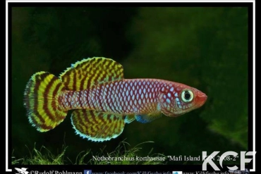 Nothobranchius korthausae Mafia Island TZN 08-02 Yellow male adulte 
