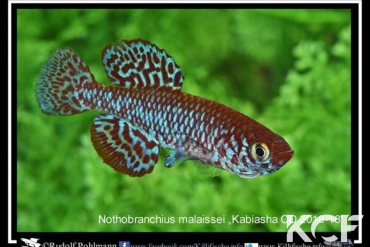 Nothobranchius malaissei Kabiasha CD 16-18 male adulte 