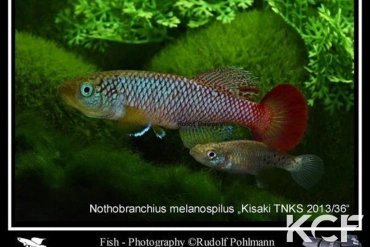 Nothobranchius melanospilus Kisaki TNKS 13-36 couple adulte 