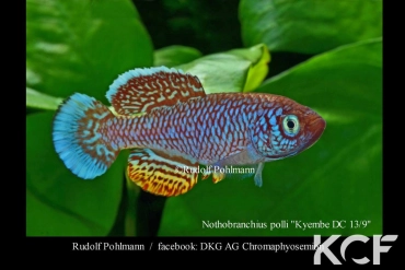 Nothobranchius polli Kyembe CD 13-09 male adulte 