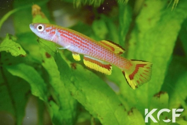 Aphyosemion caudofasciatum Zanaga RPC 78-28 male adulte 