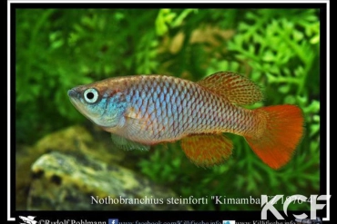 Nothobranchius steinforti Kimamba T 76-04 male adulte 