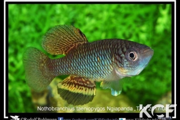 Nothobranchius sonjae Ngiapanda TAN 17-08 male adulte 