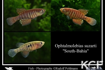 Ophtalmolebias suzarti Sud Bahia male adulte 