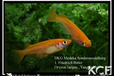 Oryzias latipes Yang Guifei couple adulte 