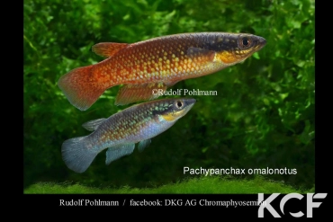 Pachypanchax omalonotus  couple adulte 