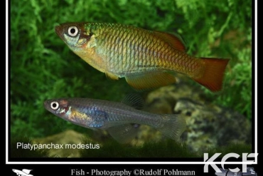 Platypanchax modestus  couple adulte 