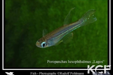 Poropanchax luxophthalmus luxophthalmus Lagos male adulte 