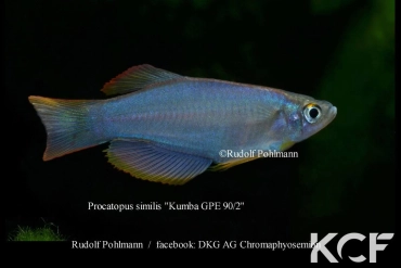 Procatopus similis Kumba GPE 90-02 male adulte 
