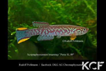 Scriptaphyosemion brueningi Perie SL 89 male adulte 