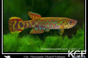 Scriptaphyosemion etzeli Lungi Lol SL 99-10 male adulte 