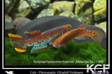 Scriptaphyosemion fredrodi Matanga SL 89 couple adulte 