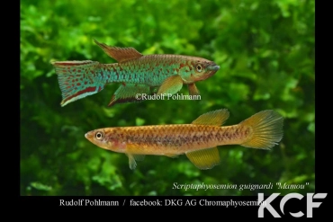 Scriptaphyosemion guignardi Mamou  GM 97-01 couple adulte 