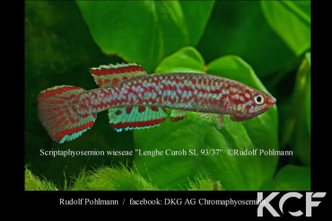 Scriptaphyosemion wieseae Lenghe-Curoh SL 93-37 male adulte 