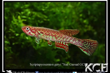 Scriptaphyosemion geryi Sud Gaoual GCLR 06-12 male adulte 