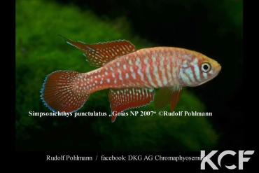 Simpsonichthys punctulatus Formosa Goias NP 03-07 male adulte 