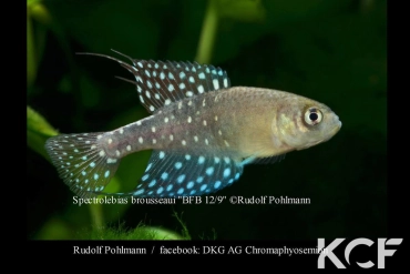 Spectrolebias brousseaui BFB 12-08 male adulte 