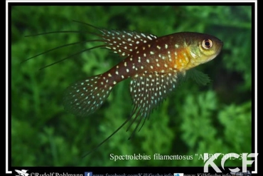 Spectrolebias filamentosus ABPV 13-03 male adulte 