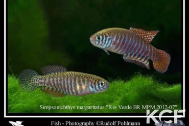 Simpsonichthys margaritatus Rio Verde BR MPM 12-07 couple adulte 