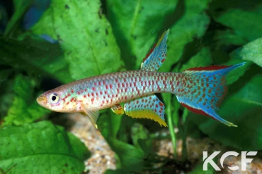 Aphyosemion chauchei 20km Est Etoumbi-Makoua RPC 78-130 male adulte 