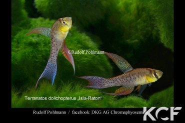 Terranatos dolichopterus Isla Raton upper Orinoco RDB 92-22 couple adulte 