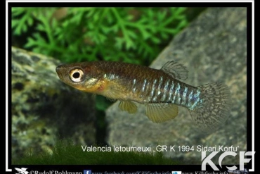 Valencia letourneuxi Korfu GR K 1994 male adulte 