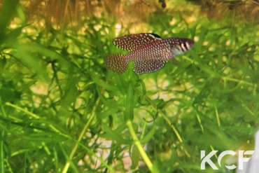 Spectrolebias reticulatus Altamira Rio Xingu- TT male adulte 