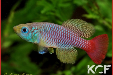 Nothobranchius foerschi Ruvu TZ 91-103 male adulte 