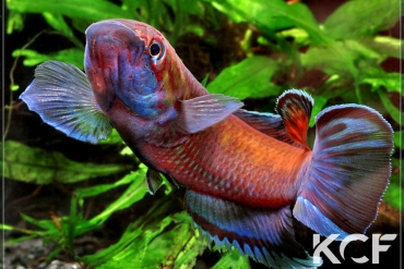 Callopanchax occidentalis Kabak GM 97-04 male adulte 
