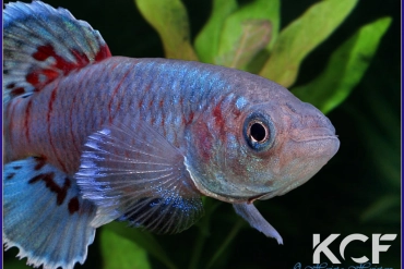 Nothobranchius eggersi Bagamoyo TZH 05-03 male adulte 