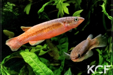 Pachypanchax omalonotus Ramena Sambirano couple adulte 