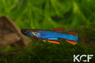 Aphyosemion coeleste Malinga GJS 00-13 male adulte 