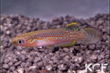 Pachypanchax playfairii  male adulte 