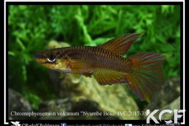 Aphyo. Chromaphyosemion volcanum Njombe Boko JVC 17-36 male adulte 