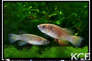 Austrofundulus leohoignei 5km Sanare VEN 09-03 couple adulte 