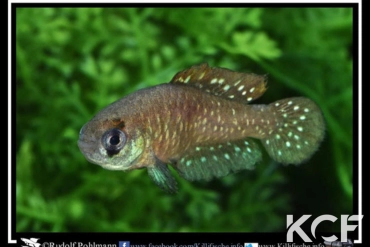 Austrolebias cyaneus Rio Pardo male adulte 