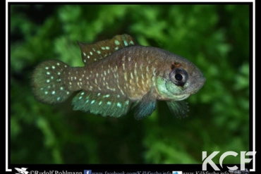 Austrolebias cyaneus Rio Pardo male adulte 