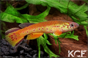 Aphyosemion congicum  male adulte 