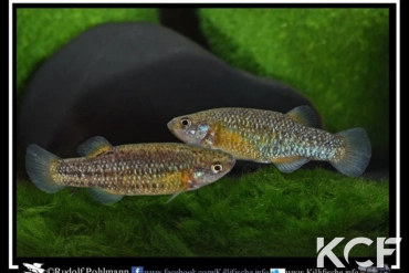 Crenichthys baileyi baileyi Ash springs couple adulte 